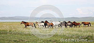 Wild horses Stock Photo