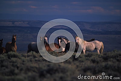 Wild Horses Stock Photo