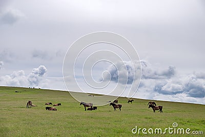 Wild horses around Exmoor National Park Stock Photo