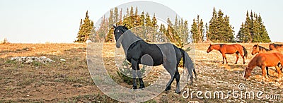 Wild Horses - Black Stallion with herd in the Pryor Mountains Wild Horse Range in Montana Stock Photo