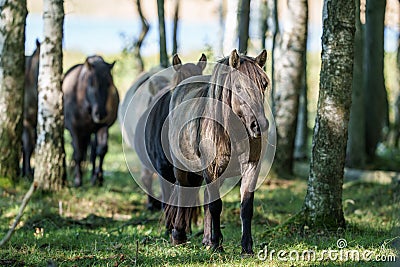 Wild horses Couldn`t drag me away Stock Photo