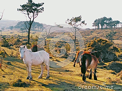 Wild horses family on the mountain Stock Photo