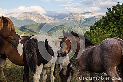 Wild horses free in the park Stock Photo