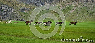 Wild horses and freedom Stock Photo