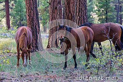 Wild Horses at South Rim Grand Canyon National Park Stock Photo