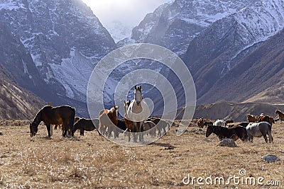 Wild horses graze in the snowy mountains on a Sunny autumn Stock Photo