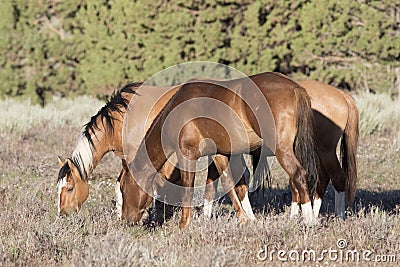 Wild Horses Grazing on a Lazy Day Stock Photo