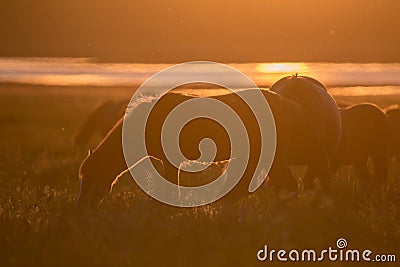 Wild horses grazing on summer meadow at sunset Stock Photo