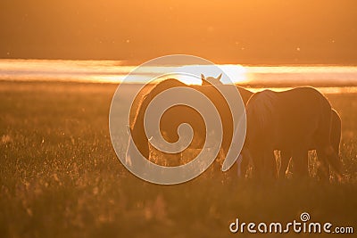 Wild horses grazing on summer meadow at sunset Stock Photo