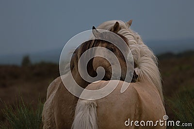 2 wild horses hugging Stock Photo