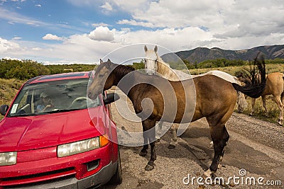 Wild horses inspecting a car in the desert Stock Photo