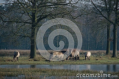 Wild horses in middle of grass land. Stock Photo