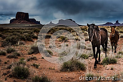 Wild Horses Monument Valley Stock Photo