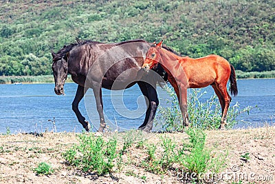 Wild horses mother and child Stock Photo