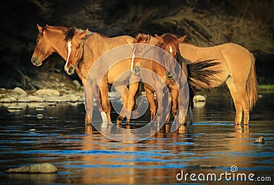 Wild Horses Mustangs in Salt River, Arizona Stock Photo