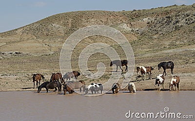 Wild horses or mustangs in Wyoming Stock Photo