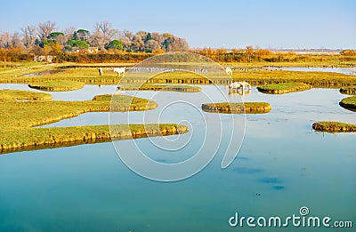 Wild horses in the nature reserve of Isola della Cona Stock Photo