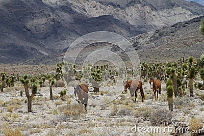 Wild Horses in Nevada Stock Photo