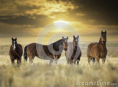 Wild Horses Stock Photo