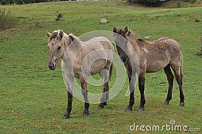 Wild Horses Stock Photo