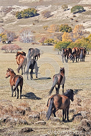 Wild horses a prairie, Weichang, Hebei, Inner Mongolia, China Stock Photo
