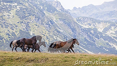 Wild horses roaming free in the Transylvanian Alps Stock Photo