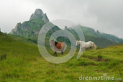 Wild horses running and jumping Stock Photo