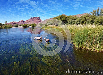 Wild Horses @ Salr River (Rio Salado) Arizona Stock Photo