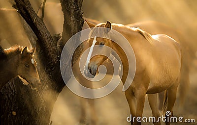 Wild Horses, Mother and Foal Mustangs in Salt River, Arizona Stock Photo