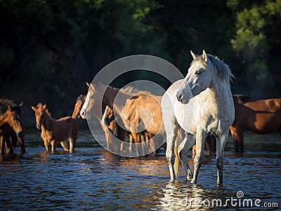 Wild Horses, Mustangs in Salt River, Arizona Stock Photo
