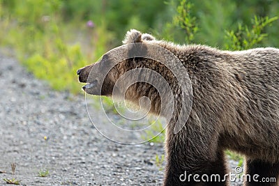 Wild hungry and terrible Kamchatka brown bear in summer forest Stock Photo