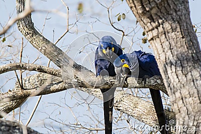 Wild Hyacinth Macaws Investigating from Up in Tree Stock Photo