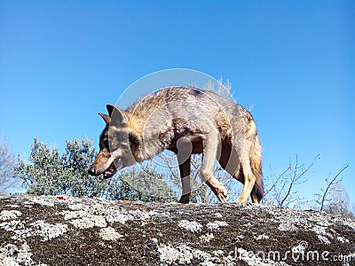 Wild Iberian Wolf. Stock Photo