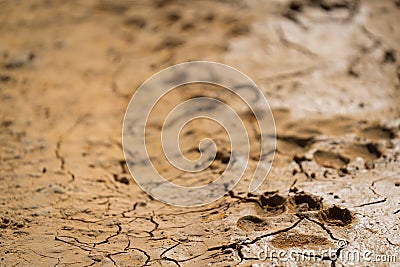 Wild iberian wolf pawprint closeup view on track Stock Photo