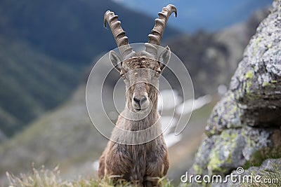 A wild ibex Stock Photo