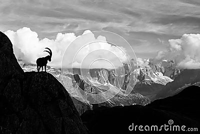 Wild Ibex in front of Iconic Mont-Blanc Mountain in Black and White Stock Photo