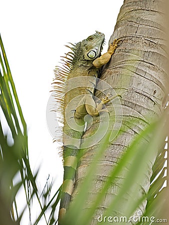 Wild Iguana Climbing A Tree Stock Photo