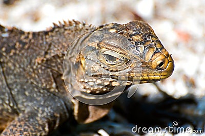 Wild iguana close-up Stock Photo