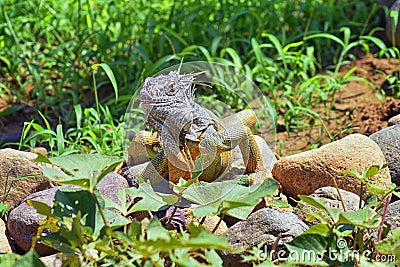 Wild Iguana eating plant leaves out of an herb garden in Puerto Vallarta Mexico. Ctenosaura pectinata, commonly known as the Mexic Stock Photo