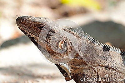 Wild iguana portrait Stock Photo