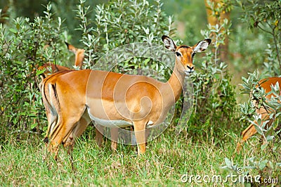 Wild impala in the bush Stock Photo