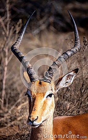 Wild impala close ups in Kruger National Park, South Africa Stock Photo