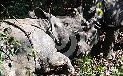 Wild India rhinoceros or greater one-horned rhinoceros in Nepal`s Chitwan National Park Stock Photo