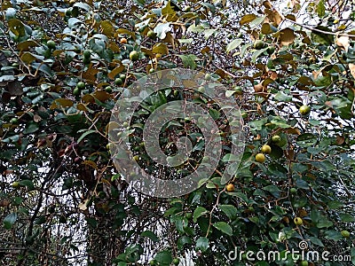 Wild Indian ber (jujube ) tree Stock Photo