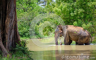 Wild Indian elephant bathing water Stock Photo