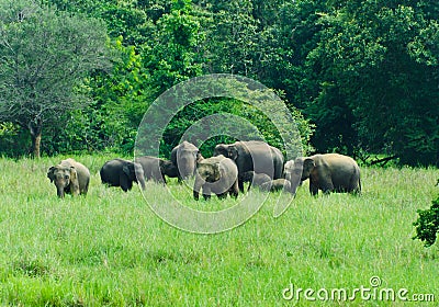 Wild Indian elephants in the nature Stock Photo