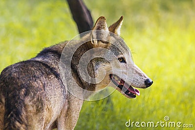 Wild Indian Wolf in Jungle Stock Photo