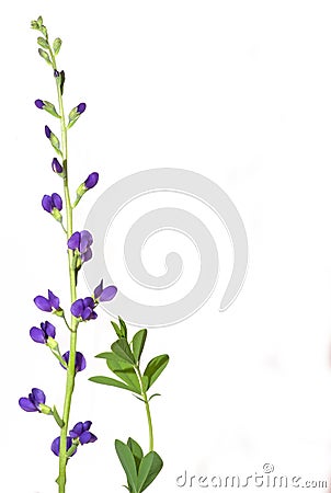 Wild Indigo Stock Photo