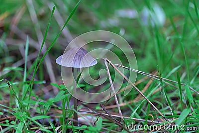 Wild inedible mushroom mycena vulgaris growing on forest floor. Stock Photo
