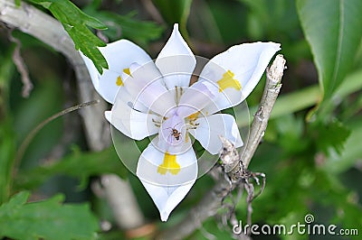 Wild Iris Flower with insect pollinating it Stock Photo